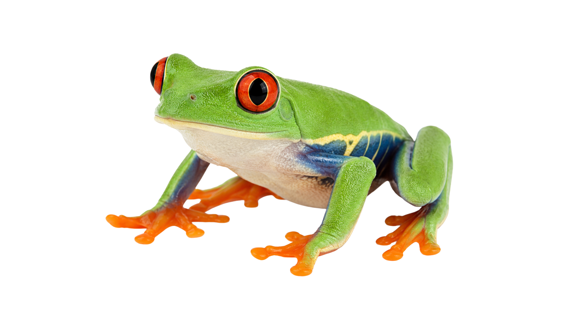Tree Frog